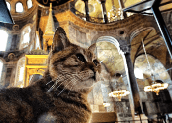 Cats Istanbul 1024x571 1 350x250 
