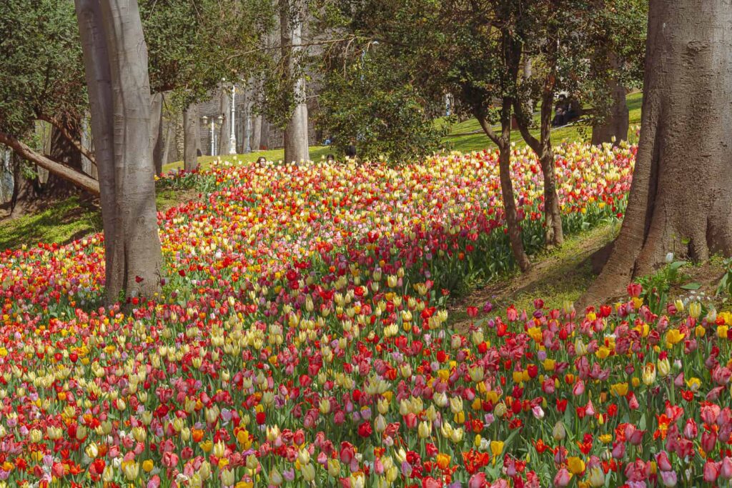 Istanbul Tulip Festival 2025 - The Other Tour