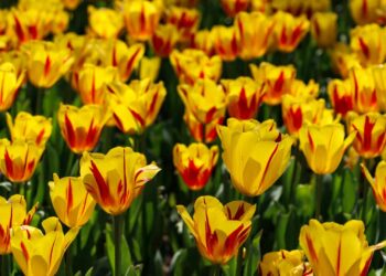 Istanbul Tulip Festival 2025