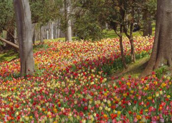 Gülhane Park – The Soulful Garden of Empires