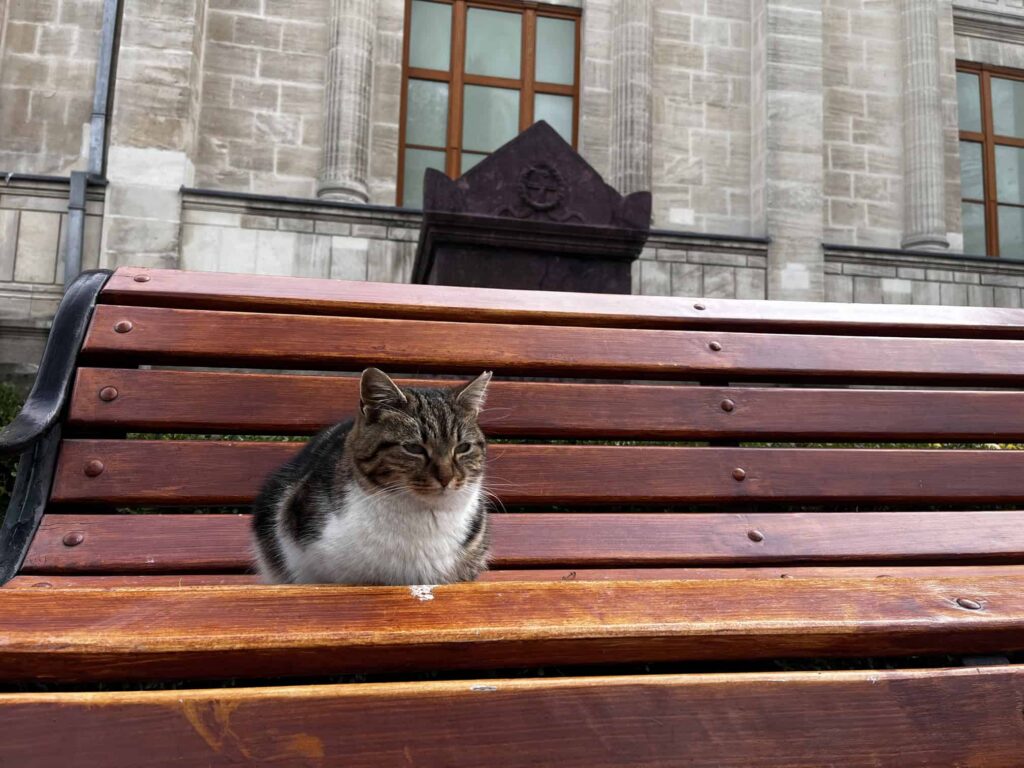 Istanbul Cat Tour - Archaeology Museum - The Other Tour