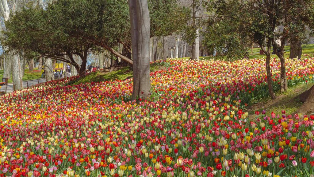 Emirgan Park - Off the Beaten Path Tour - The Other Tour Istanbul