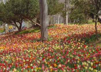 Emirgan Park - Off the Beaten Path Tour - The Other Tour Istanbul