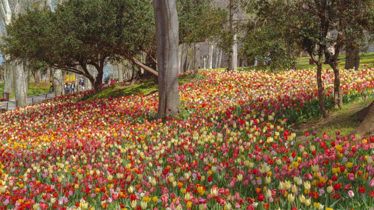 Emirgan Park - Off the Beaten Path Tour - The Other Tour Istanbul