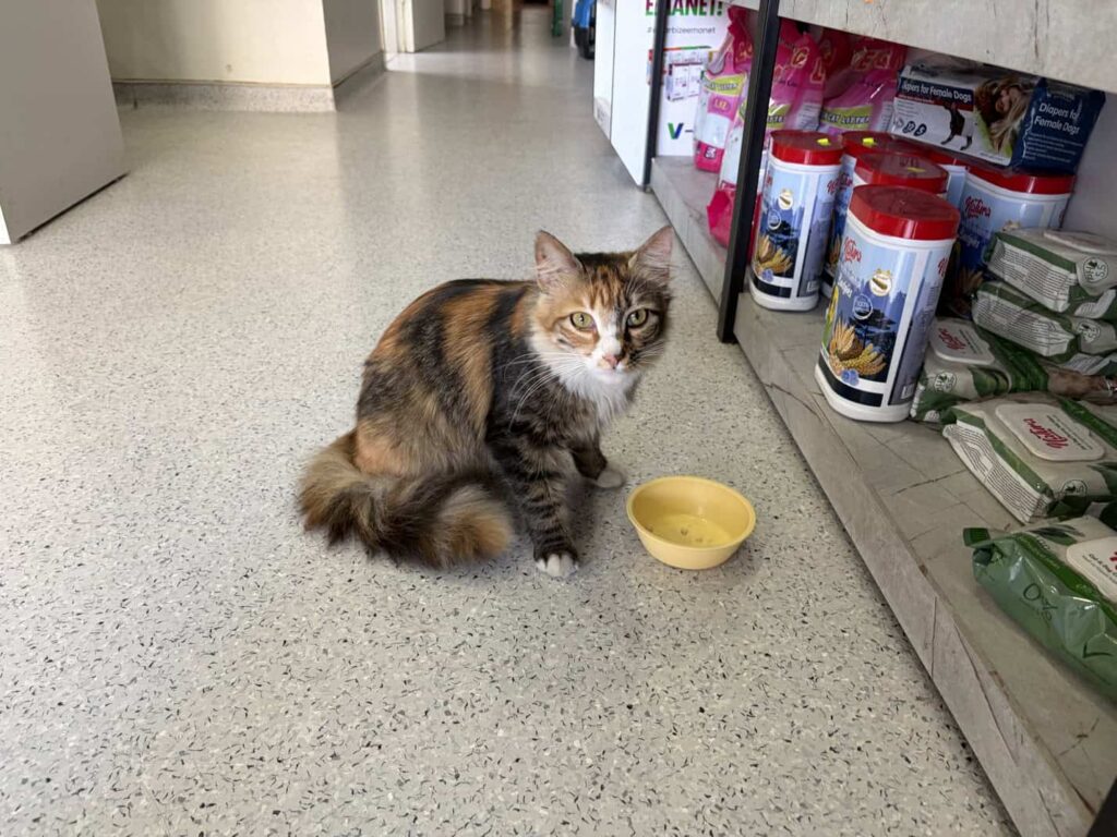 Cute little cat at vet in Sultangazi (1)