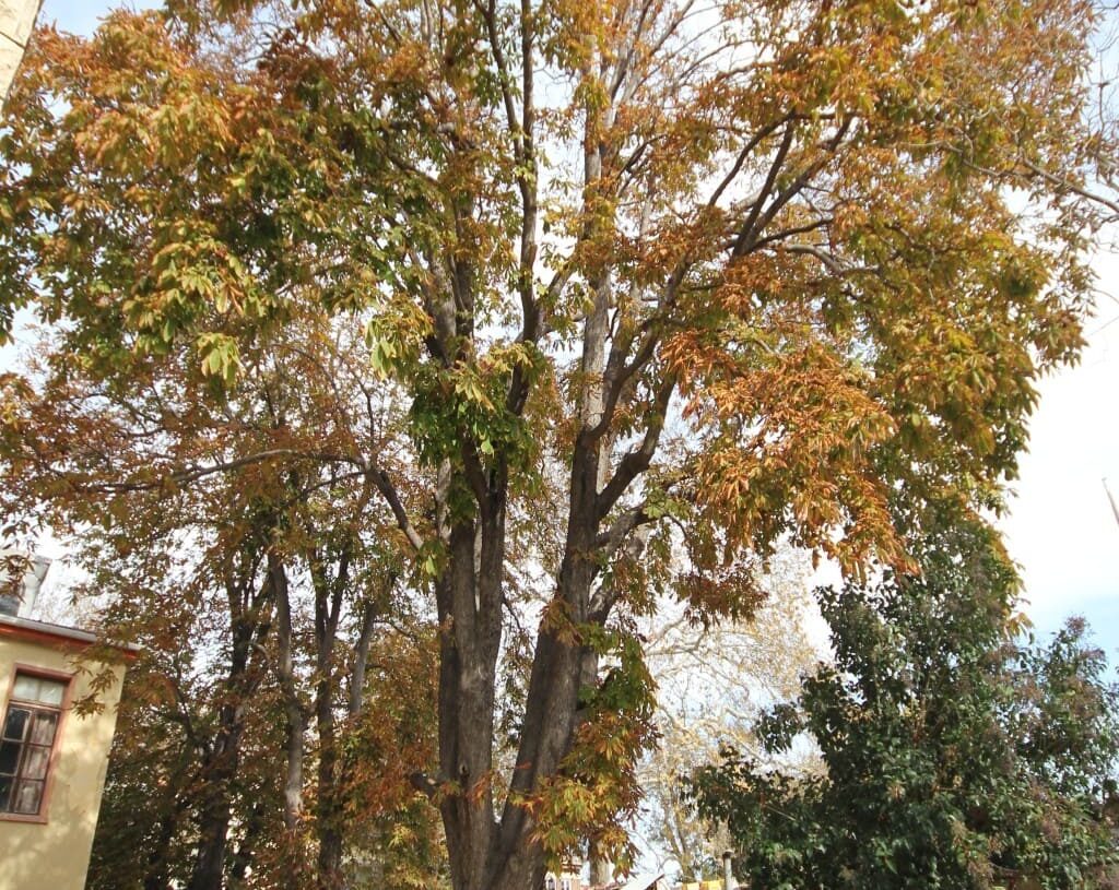 115-year-old horse chestnut tree with autumn foliage growing in a historic park in Istanbul.