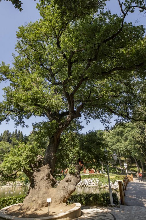 264-year-old oak tree with a broad canopy growing in a natural setting in Istanbul.