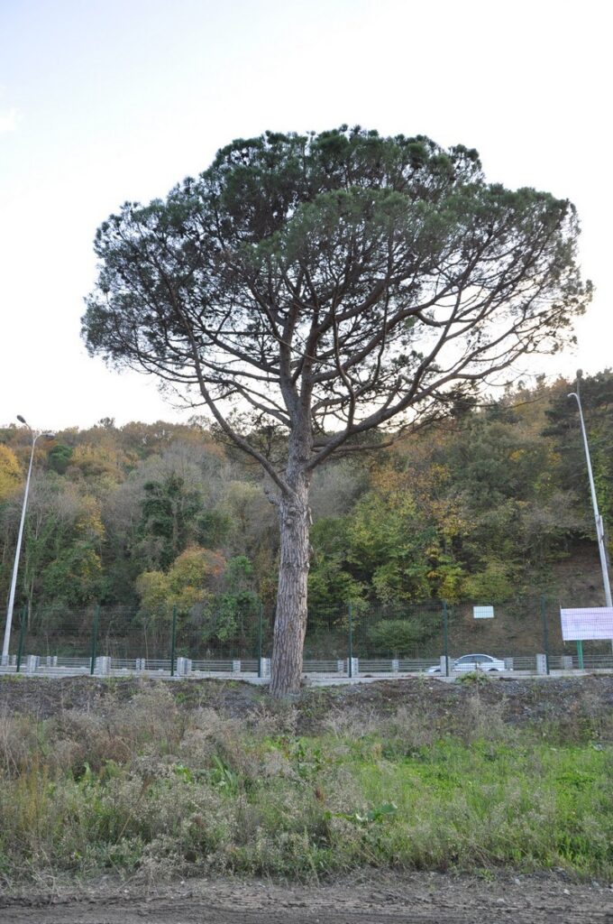 82-year-old stone pine tree with its characteristic umbrella-shaped crown growing in Istanbul.