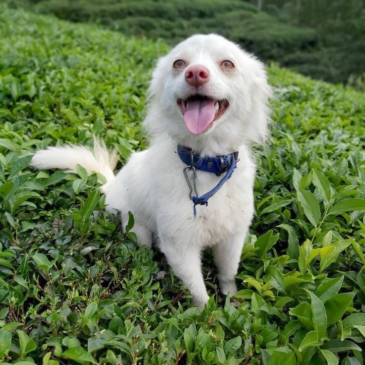 A white Tonya Finosu standing in a tea plantation in Trabzon, Türkiye.