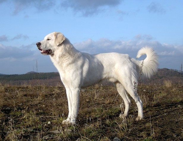 An Akbash standing in open countryside, displaying its white coat and powerful build.