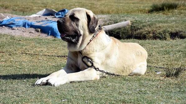 An Aksaray Malaklı resting in a field in Central Anatolia, Turkey