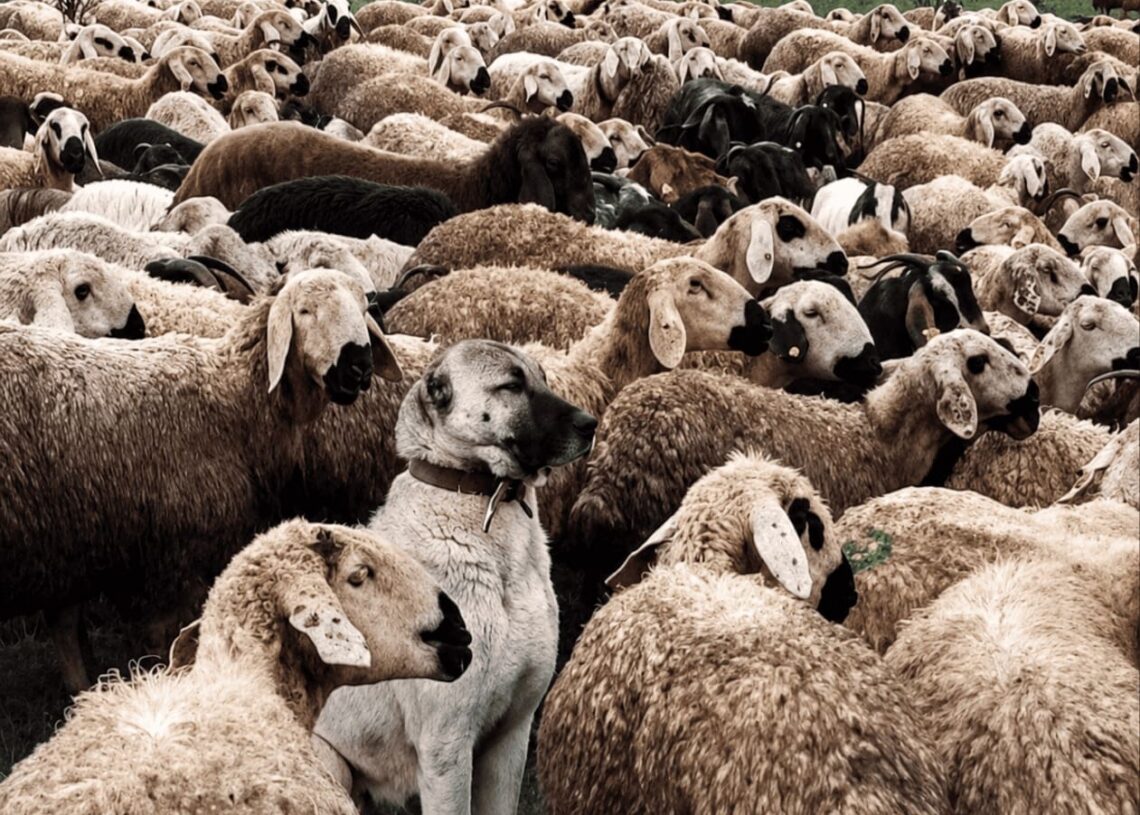 A Boz Shepherd standing among a large flock of sheep in Anatolia.