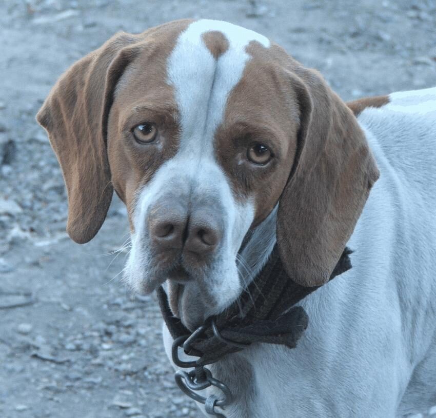 A Tarsus Çatalburun showing its distinctive split nose, a rare native hunting dog breed from Turkey