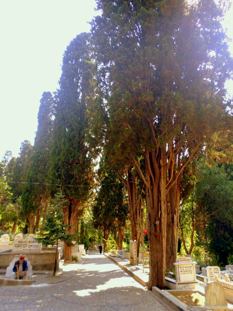 Tall cypress trees lining the pathways of Karacaahmet Cemetery in Üsküdar, Istanbul.
