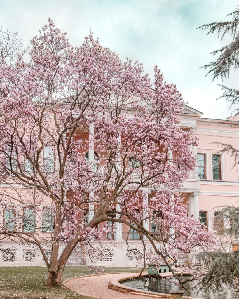 Blooming magnolia tree in the gardens of Dolmabahçe Palace, Istanbul, during spring.
