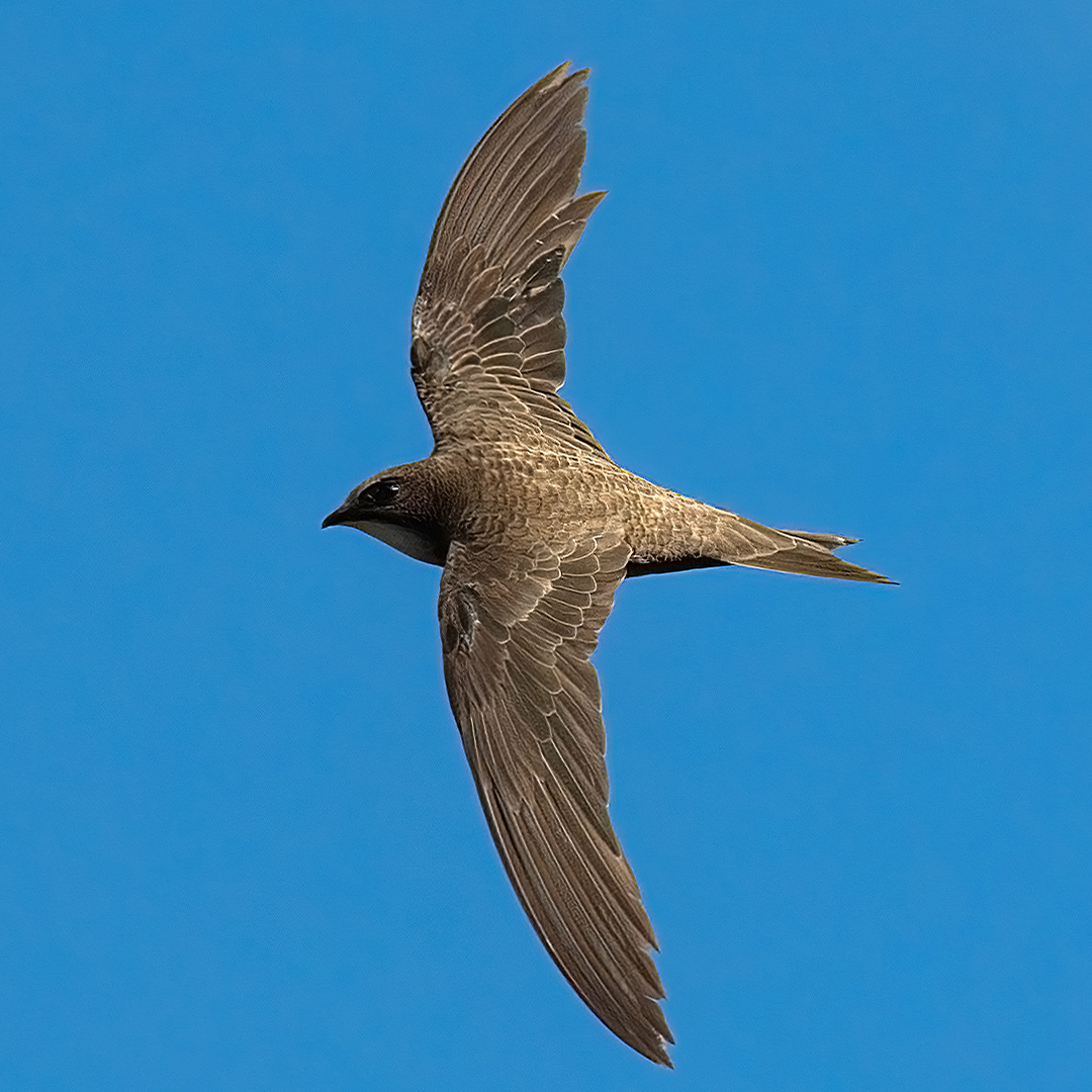 Alpine Swift soaring above the Bosphorus against a clear blue sky