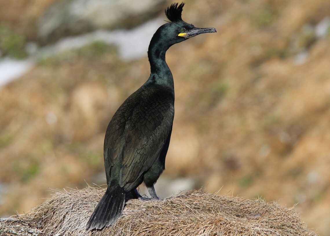 European Shag perched on a rocky outcrop along the Bosphorus