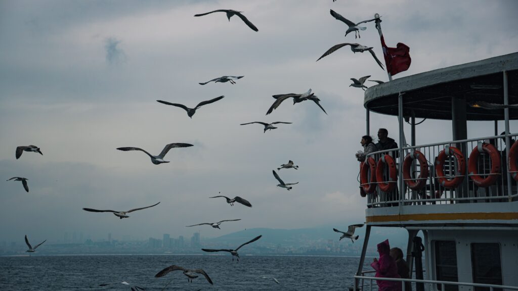 Yellow-legged Gulls flying alongside a ferry crossing the Bosphorus in Istanbul