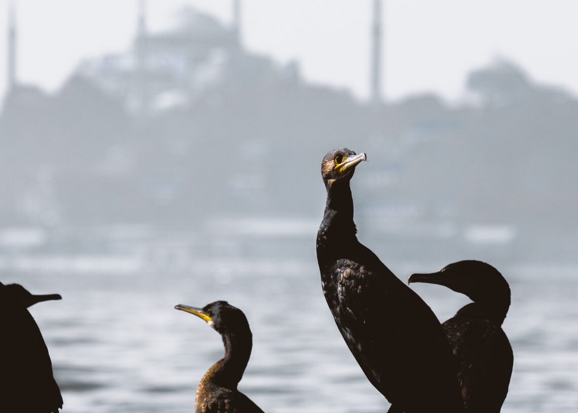 Great Cormorants resting along the Bosphorus with the Istanbul skyline in the background