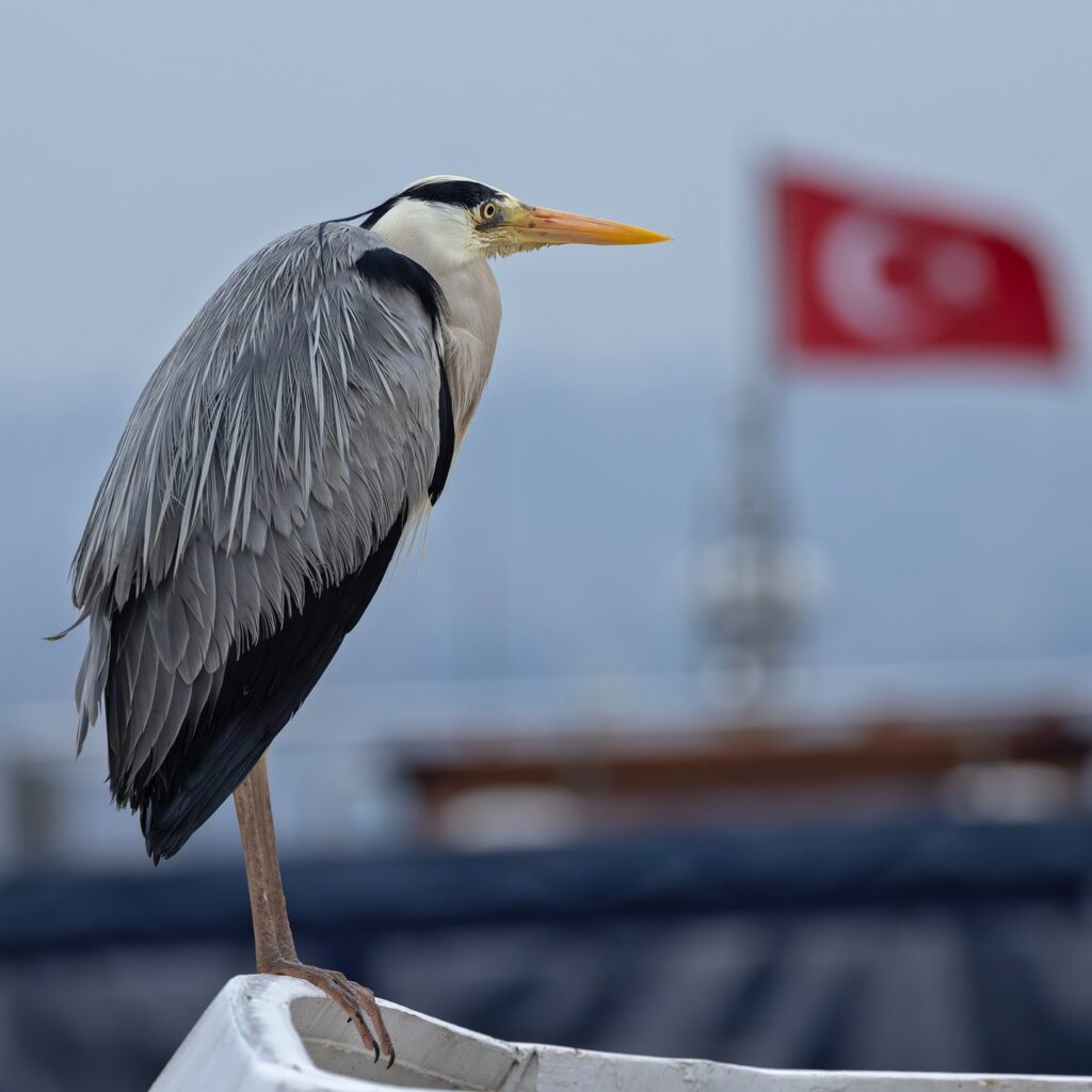 Close-up of a Grey Heron perched beside the Bosphorus with a Turkish flag in the background