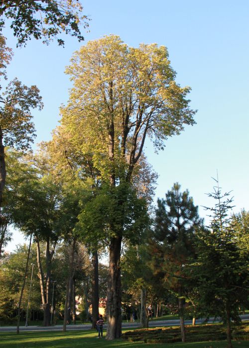 Mature horse chestnut tree growing in Emirgan Grove, one of Istanbul's largest historic parks.