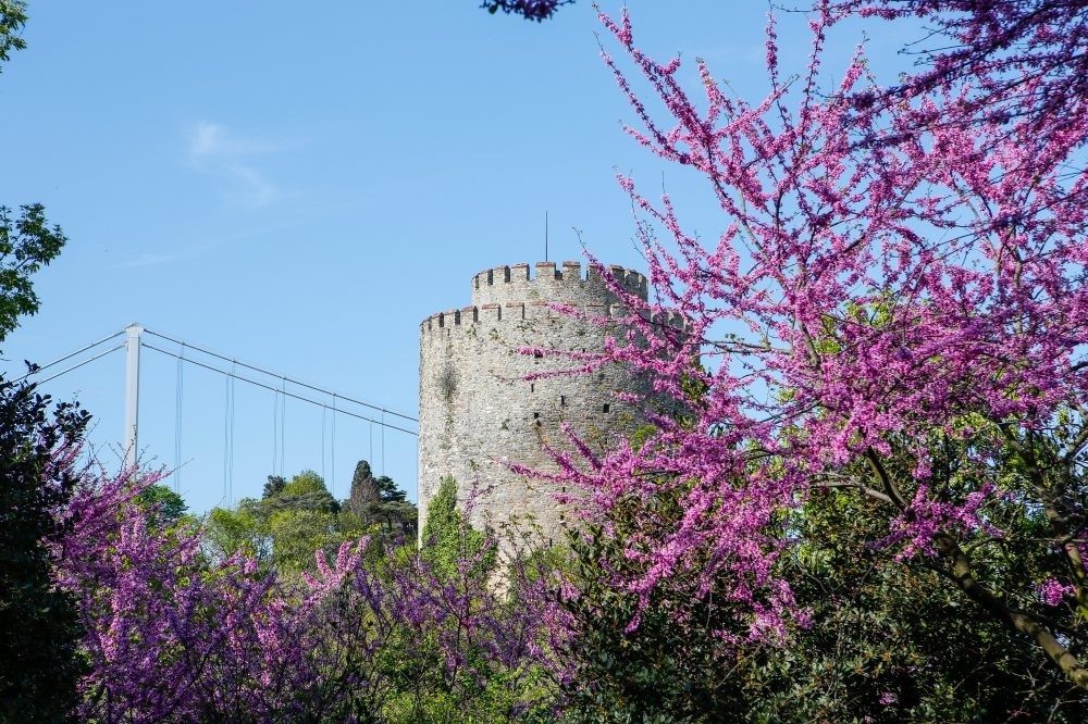 Judas trees in full bloom surrounding Rumeli Hisarı on the Bosphorus in Istanbul during spring.