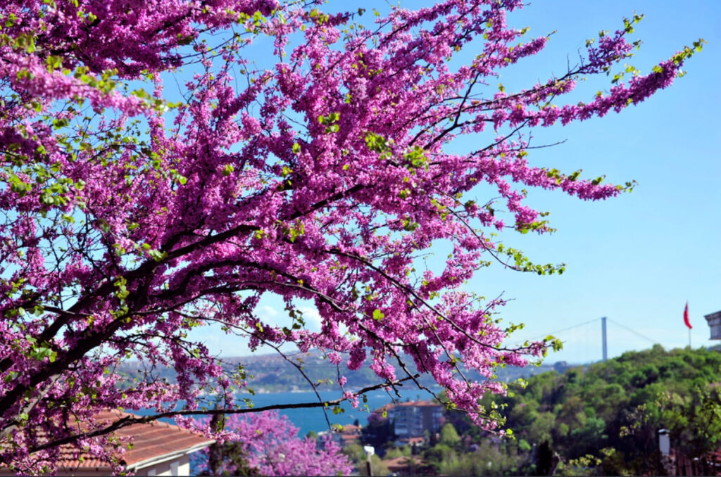 Bright pink Judas tree blossoms overlooking the Bosphorus with the Bosphorus Bridge in the background during spring in Istanbul.