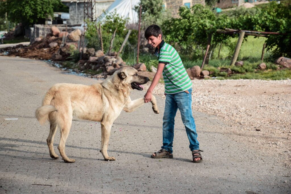 A child standing beside a Kangal Shepherd Dog in rural Anatolia, Turkey