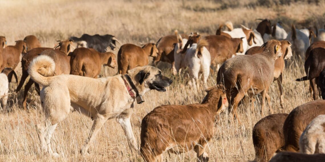 A Kangal Shepherd Dog watching over a herd of goats in rural Anatolia.