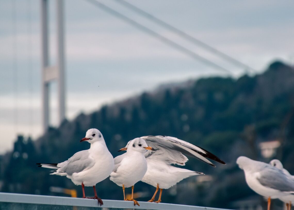 Black-headed Gulls perched beside the Bosphorus with the 15 July Martyrs Bridge in the background