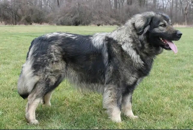 A Kars Shepherd Dog standing on grass in northeastern Turkey