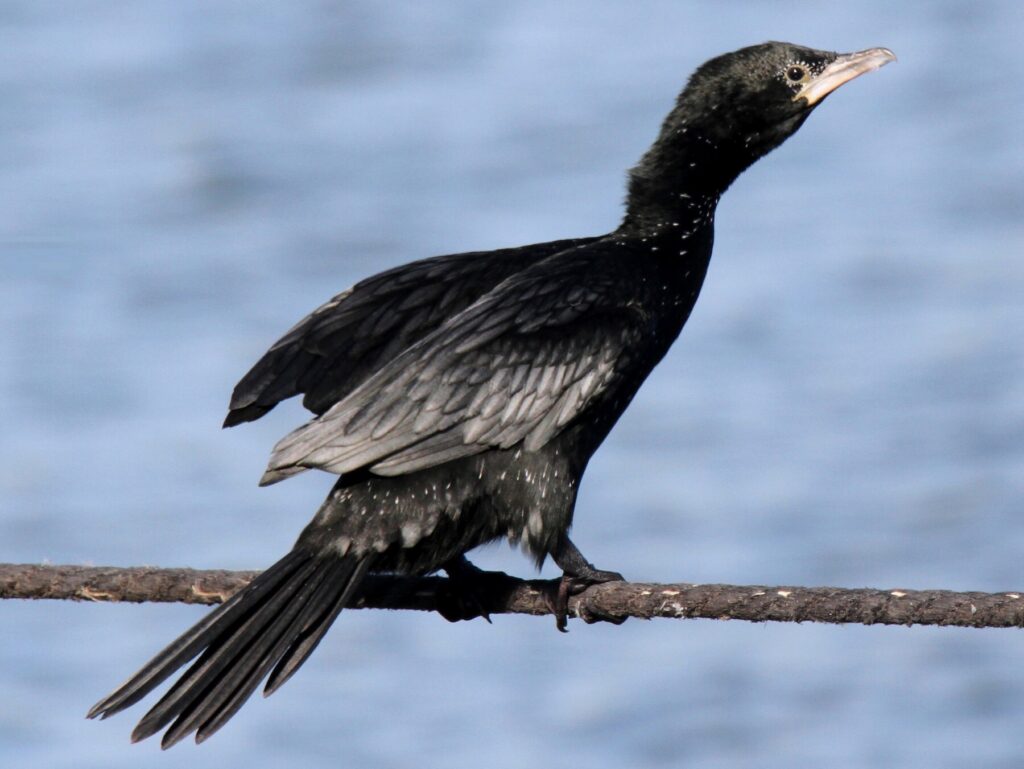 Pygmy Cormorant perched on a branch above the waters of the Bosphorus