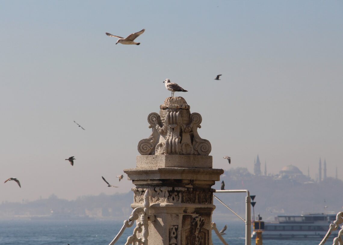 Yellow-legged Gull perched on an ornate waterfront monument overlooking the Bosphorus in Istanbul