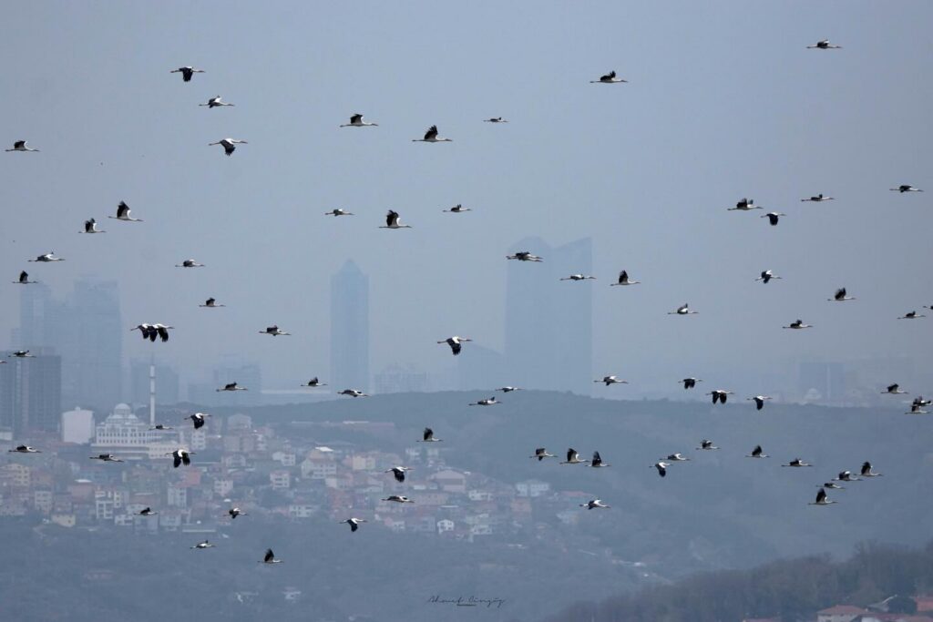 Flock of White Storks migrating over the Bosphorus with the Istanbul skyline in the background