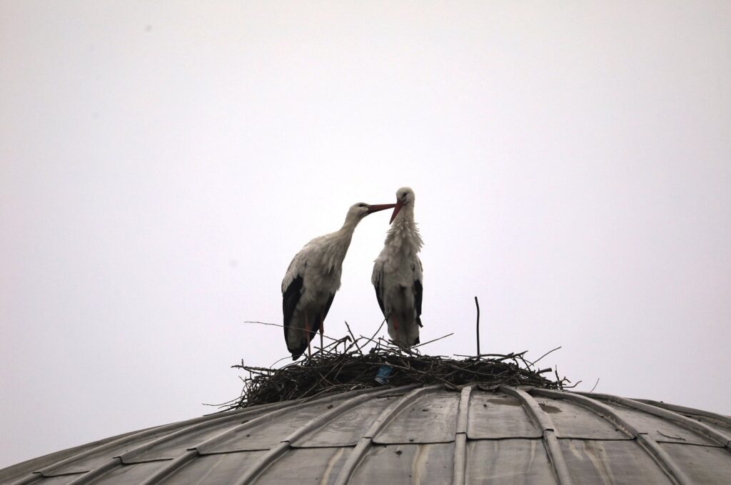 Two White Storks standing together in a nest on a rooftop in Istanbul