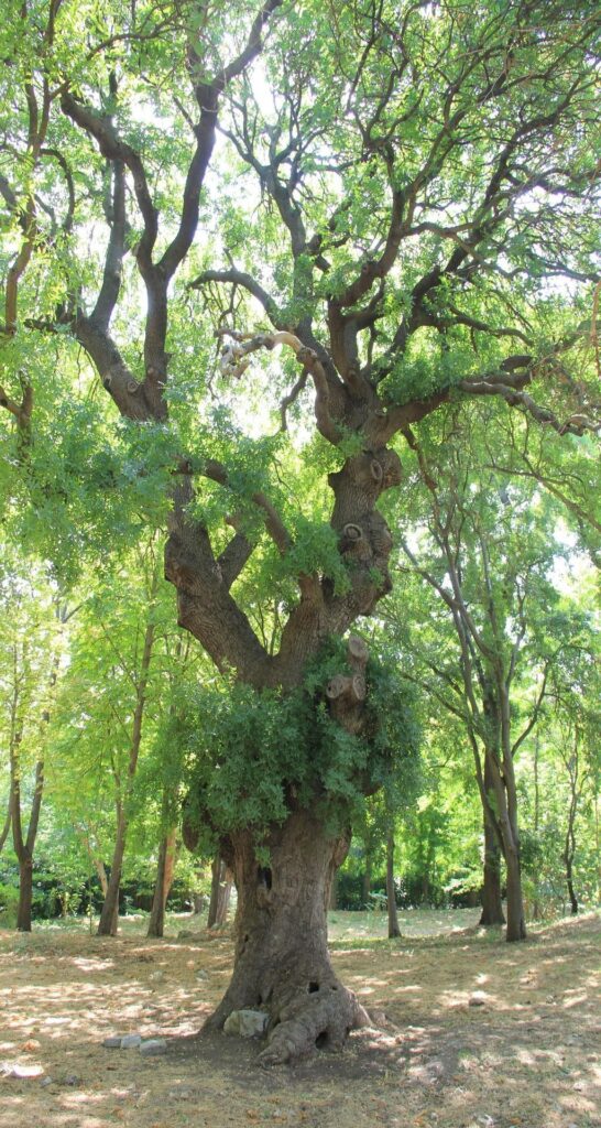 Mature oak tree growing in Atatürk Arboretum in Istanbul.