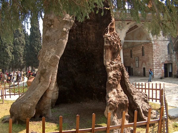 Monumental Oriental plane tree with a massive hollow trunk in the gardens of Topkapı Palace, Istanbul.