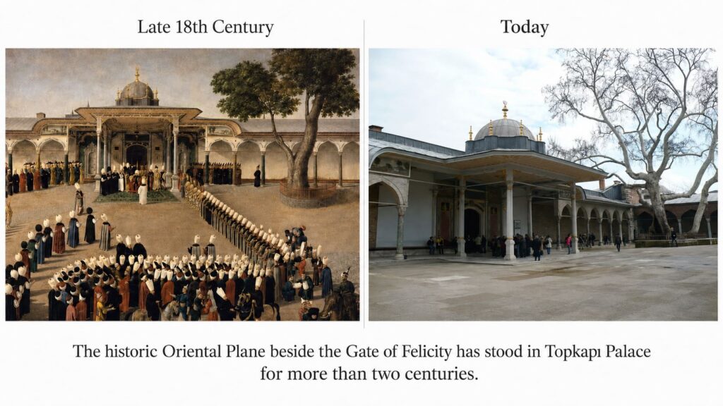 The Oriental Plane beside the Gate of Felicity has stood at Topkapı Palace for more than two centuries.