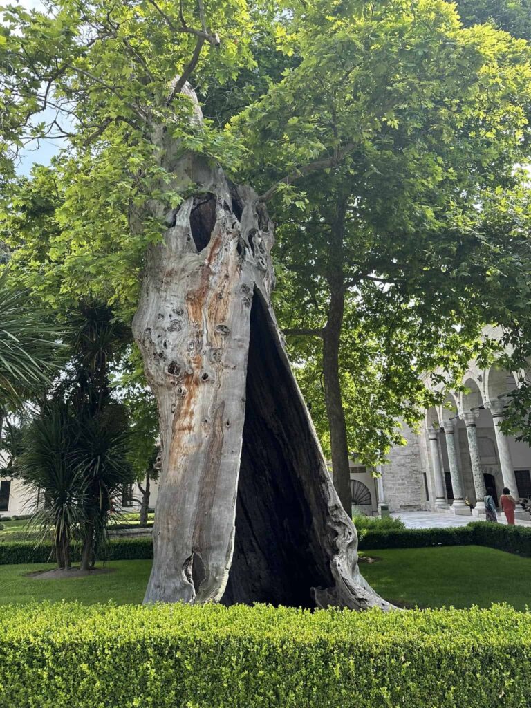 Ancient Oriental plane tree with a hollow trunk in the gardens of Topkapı Palace, Istanbul.