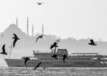 Seagulls flying over the skyline of Istanbul, with the city's historic mosques visible in the background.