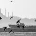 Seagulls flying over the skyline of Istanbul, with the city's historic mosques visible in the background.