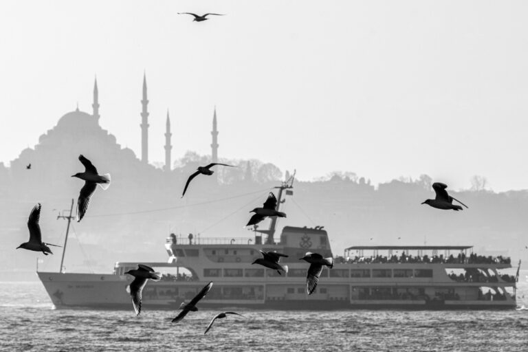 Seagulls flying over the skyline of Istanbul, with the city's historic mosques visible in the background.