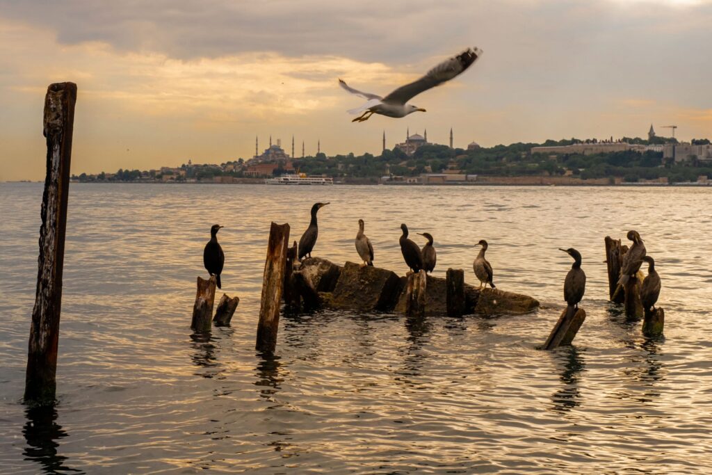 Great Cormorants resting on old wooden posts in the Bosphorus with Istanbul's historic skyline in the background