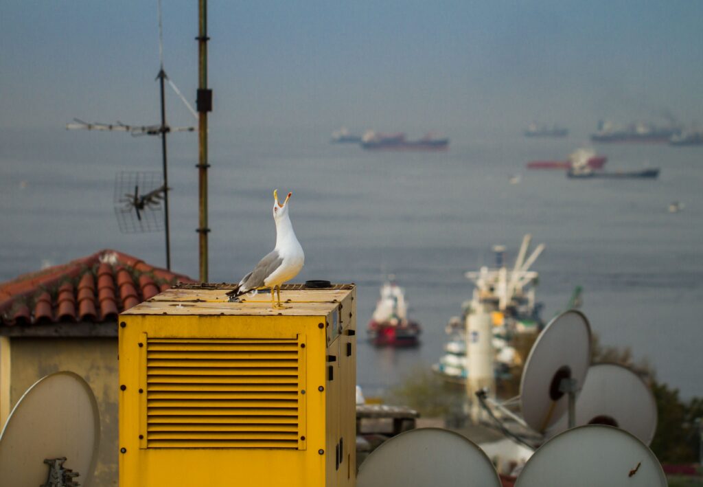 Yellow-legged Gull perched on a rooftop overlooking the Bosphorus with ships in the background