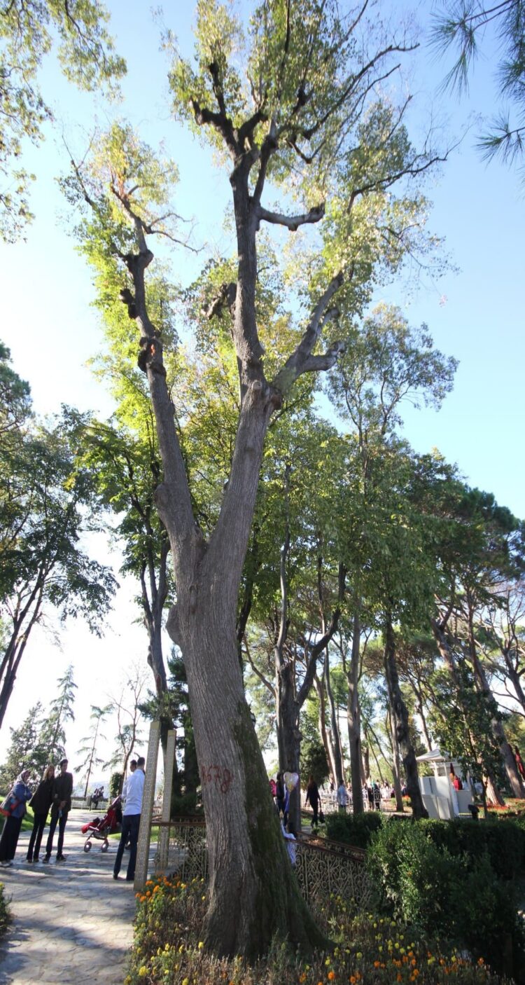 Monumental silver linden tree rising above the surrounding woodland in Beykoz Grove, Istanbul.