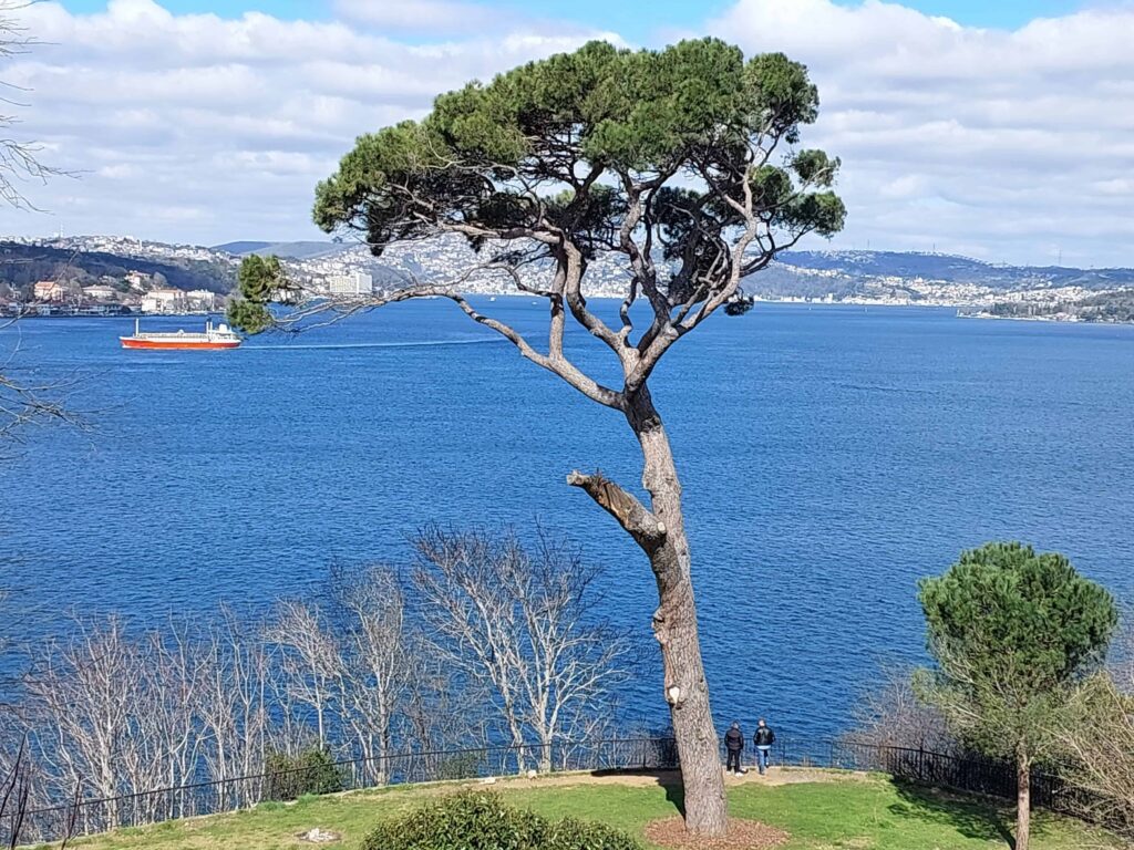 Stone pine tree overlooking the Bosphorus from the hills of Beykoz in Istanbul.