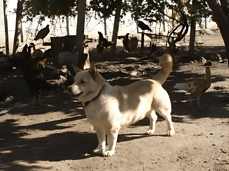A Dikkulak, a native village dog breed from Turkey, standing outdoors with its distinctive upright ears
