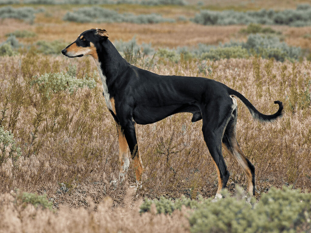 A Turkish Tazi, a native sighthound breed of Anatolia, standing in an open field