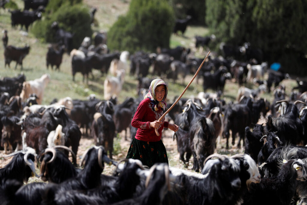 A woman herding sheep and goats with livestock guardian dogs in rural Anatolia, Turkey
