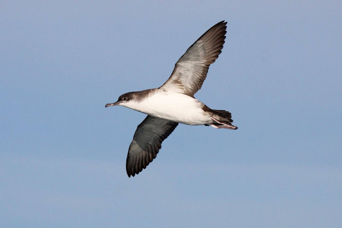 Yelkouan Shearwater gliding over the sea with long, narrow wings.